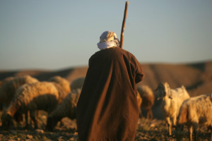0327--Photo--Israel Abraham tending sheep-edited